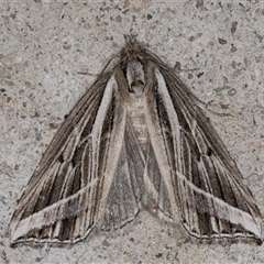 Lophotoma diagrapha (Double-line Snout Moth) at Melba, ACT - 4 Jun 2025 by kasiaaus