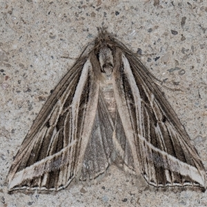 Lophotoma diagrapha at Melba, ACT - 4 Jun 2025 by kasiaaus