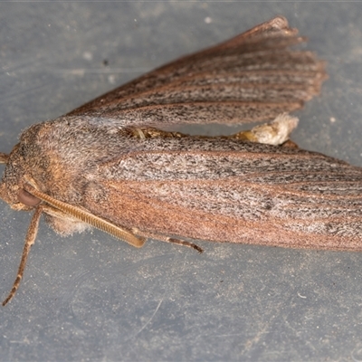 Paralaea porphyrinaria (Chestnut Vein Crest Moth) at Melba, ACT - 6 Jun 2025 by kasiaaus