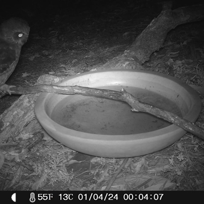 Ninox boobook at Ballyroe, NSW - 1 Apr 2024 by TwoRivers