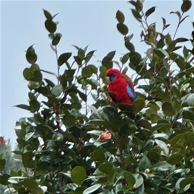 Platycercus elegans (Crimson Rosella) at Bright, VIC - Yesterday by Hejor1