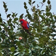 Platycercus elegans at Bright, VIC - 8 Jun 2025 10:04 AM