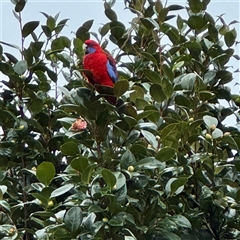 Platycercus elegans at Bright, VIC - 8 Jun 2025 10:04 AM
