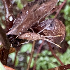 Pentatomidae (family) at Bright, VIC - 8 Jun 2025 10:05 AM