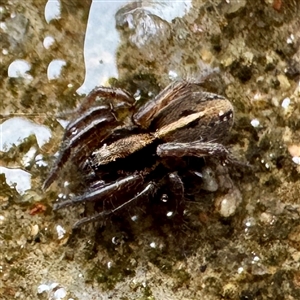 Artoria sp. (genus) at Bright, VIC - Yesterday by Hejor1