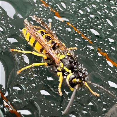 Vespula germanica at Bright, VIC - Today by Hejor1