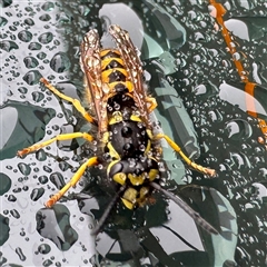 Vespula germanica at Bright, VIC - 8 Jun 2025 10:26 AM