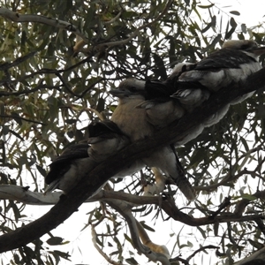 Dacelo novaeguineae (Laughing Kookaburra) at Kambah, ACT - Yesterday by HelenCross