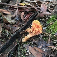 Unverified Coralloid fungus, markedly branched at Paddys River, ACT - 2 Jun 2025 by dwise