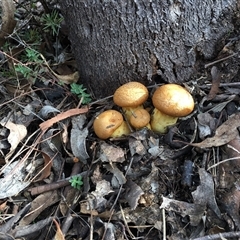 Gymnopilus junonius (Spectacular Rustgill) at Kambah, ACT - 2 Jun 2025 by dwise