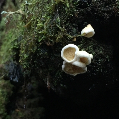 Unverified Fungus at Paddys River, ACT - 2 Jun 2025 by dwise