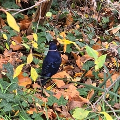 Ptilonorhynchus violaceus (Satin Bowerbird) at Yarralumla, ACT - 8 Jun 2025 by Mike