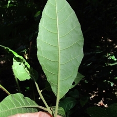 Solanum magnifolium at suppressed - suppressed