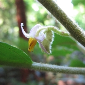 Solanum magnifolium at suppressed - suppressed