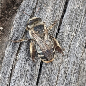 Unverified Bee (Hymenoptera, Apiformes) at Balranald, NSW - 5 Jan 2022 by chriselidie