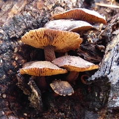 Unverified Cap on a stem; gills below cap [mushrooms or mushroom-like] at West Hobart, TAS - Yesterday by VanessaC