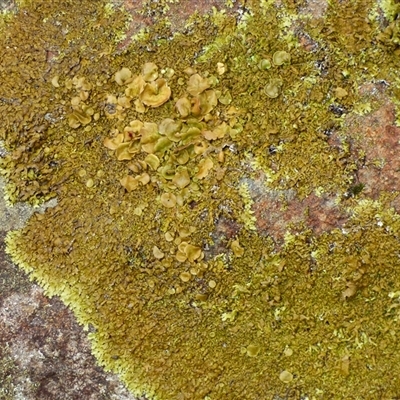 Unverified Lichen at West Hobart, TAS - Yesterday by VanessaC