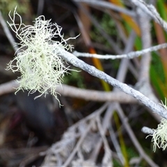 Usnea sp. (genus) at Sloping Main, TAS - 7 Jun 2025 by VanessaC