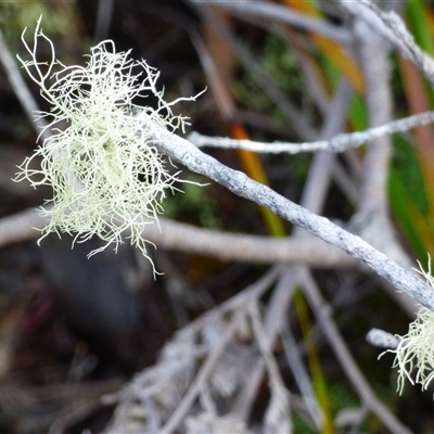 Usnea sp. (genus) at Sloping Main, TAS - 7 Jun 2025 by VanessaC