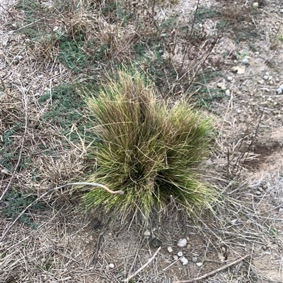 Nassella trichotoma (Serrated Tussock) at Symonston, ACT - 7 Jun 2025 by jklem621