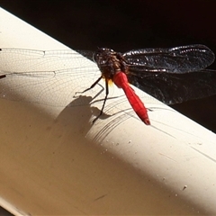 Orthetrum villosovittatum at Cairns North, QLD - 8 Jun 2025 by Clarel