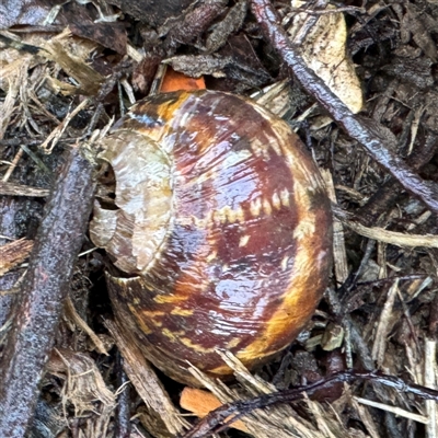 Cornu aspersum (Common Garden Snail) at Bright, VIC - 8 Jun 2025 by Hejor1