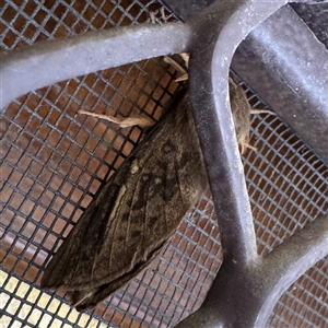 Oxycanus antipoda at Bright, VIC - 8 Jun 2025 02:11 PM