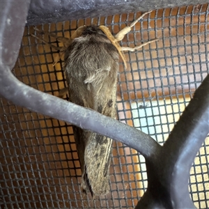Oxycanus antipoda at Bright, VIC - 8 Jun 2025 02:11 PM