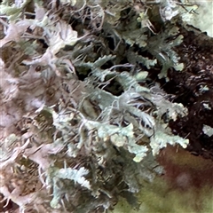 Ramalina sp. (genus) at Bright, VIC - Yesterday by Hejor1