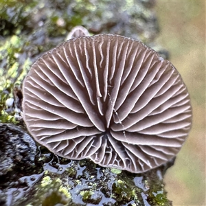 Crepidotus sp. at Bright, VIC - 8 Jun 2025 by Hejor1