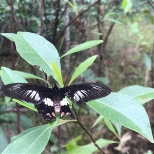 Papilio aegeus at Iron Range, QLD - 30 Jul 2022 by Pirom