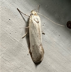 Philobota productella (Pasture Tunnel Moth) at Ainslie, ACT - 16 Nov 2024 by Pirom