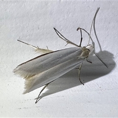 Philobota productella (Pasture Tunnel Moth) at Pebbly Beach, NSW - 23 Oct 2024 by Pirom