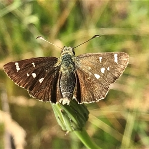 Dispar compacta at Jagungal Wilderness, NSW - 14 Feb 2022 by Pirom