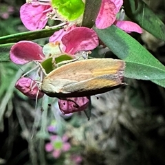 Ptyoptila matutinella (Wingia Group) at Ainslie, ACT - 27 Dec 2023 by Pirom