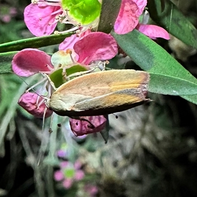 Ptyoptila matutinella (Wingia Group) at Ainslie, ACT - 27 Dec 2023 by Pirom
