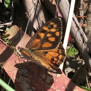 Geitoneura klugii at Jagumba, NSW - 14 Feb 2022 by Pirom