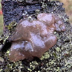 Gelatinous, on wood – genus uncertain at Bright, VIC - 8 Jun 2025 by Hejor1