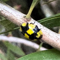Illeis galbula (Fungus-eating Ladybird) at Bright, VIC - Yesterday by Hejor1