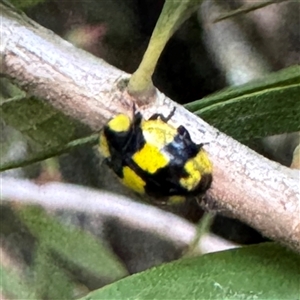Illeis galbula at Bright, VIC - 8 Jun 2025 01:52 PM