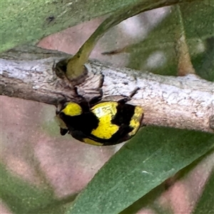 Illeis galbula at Bright, VIC - 8 Jun 2025 01:52 PM
