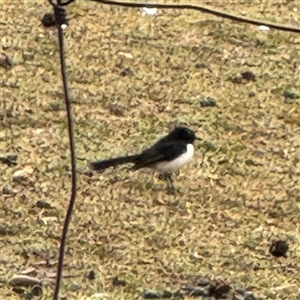 Rhipidura leucophrys at Eurobin, VIC - 8 Jun 2025 01:22 PM