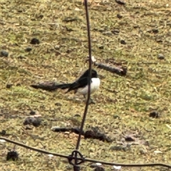 Rhipidura leucophrys at Eurobin, VIC - 8 Jun 2025 01:22 PM