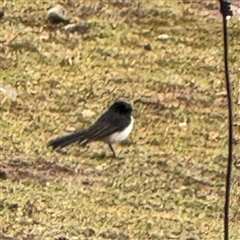 Rhipidura leucophrys at Eurobin, VIC - 8 Jun 2025 01:22 PM
