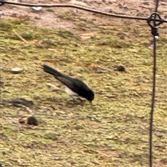 Rhipidura leucophrys at Eurobin, VIC - 8 Jun 2025 01:22 PM