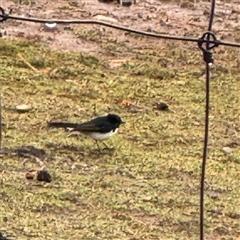 Rhipidura leucophrys at Eurobin, VIC - 8 Jun 2025 01:22 PM