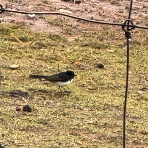 Rhipidura leucophrys at Eurobin, VIC - 8 Jun 2025 01:22 PM