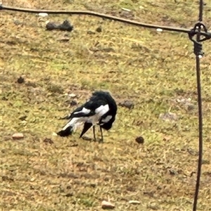 Grallina cyanoleuca at Eurobin, VIC - 8 Jun 2025 01:21 PM