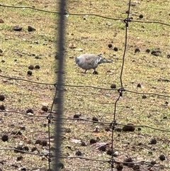 Ocyphaps lophotes (Crested Pigeon) at Eurobin, VIC - Yesterday by Hejor1