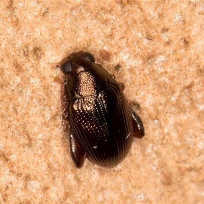 Chaetocnema sp. (a flea beetle) at Melba, ACT - 4 Jun 2025 by kasiaaus